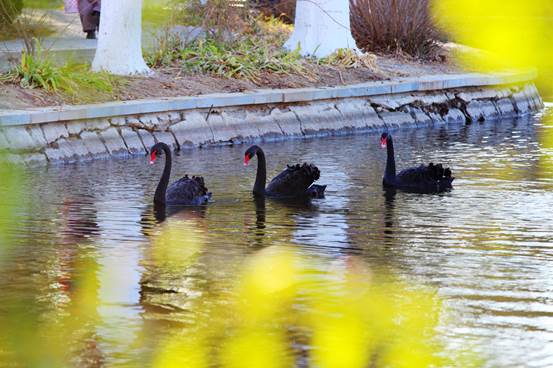 鸟站在水里描述已自动生成